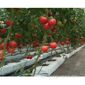 Полностью автоматические системы гидропоника томатная теплица